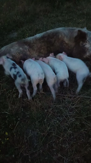Scroafa cu purcei de 6 săptămâni de vânzare 