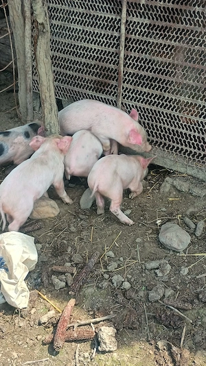 Purcei de vânzare 