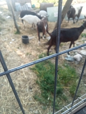 vand două capre cu lapte una Murciano și una carpatină 