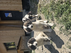 Catei cu Pedigree