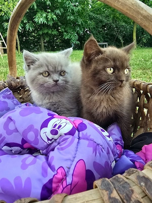 Brithis 2 băieți 
