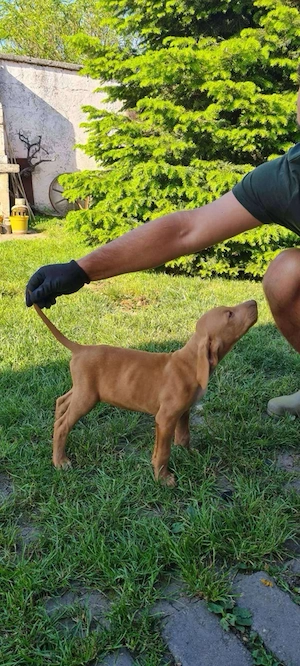 Catei vizsla maghiara  - imagine 2