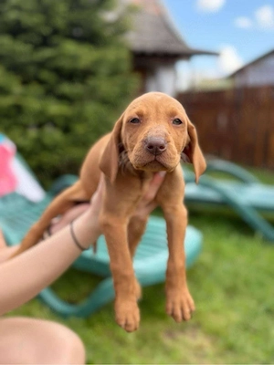 Catei vizsla maghiara 