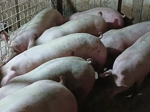 porci de carne 
