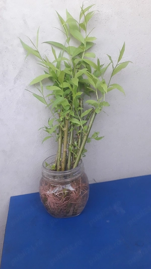 Vând 9 pui de salcie pletoasă 100 lei