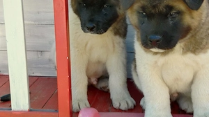 Mascul akita american 
