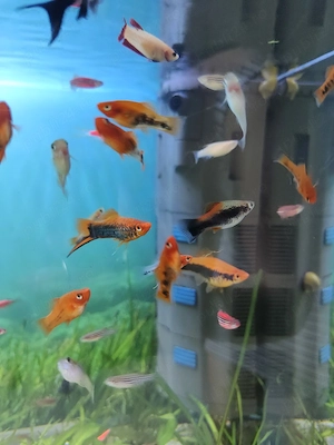 Pesti exotici de acvariu molly xifo tetra zebre - imagine 3
