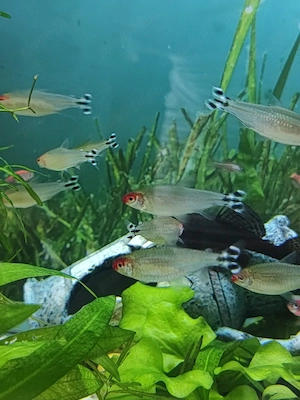 Pesti exotici de acvariu molly xifo tetra zebre - imagine 4