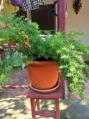 Asparagus plante decorative mature