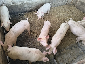 Porci de vânzare !