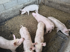 Porci de vânzare ! - imagine 2