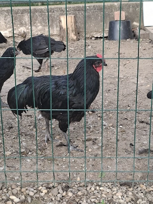 Vând cocoș moțat și australorp.  - imagine 5