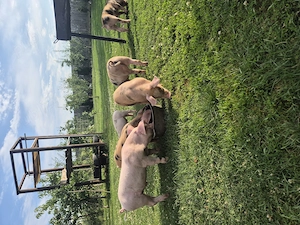 purcei de vanzare