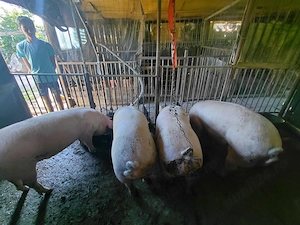 Vand 4 porci mascori 