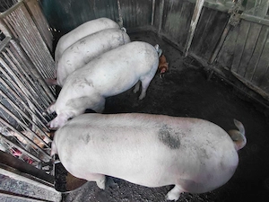 Vand 4 porci mascori  - imagine 2