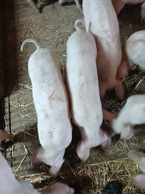 Vind purcei rasa de carne Marele Alb cu Landras 