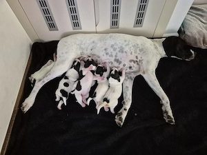 Pui Pointer Englez   Din părinți vânători excelenți