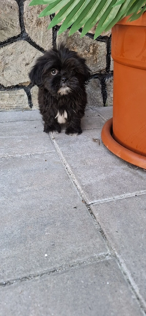 Cățel shih-tzu  - imagine 2