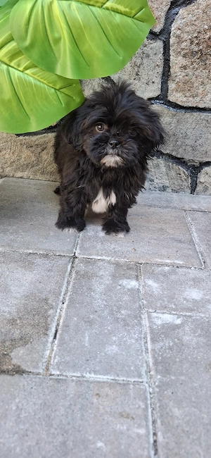 Cățel shih-tzu 