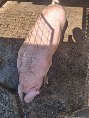 porc castrat 70 kg +   - imagine 3
