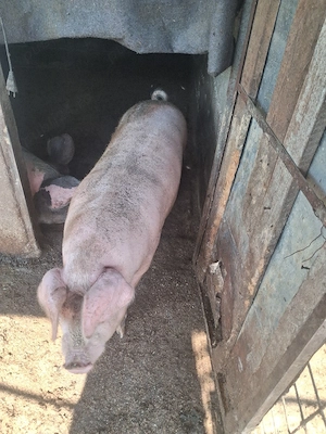 porc castrat 70 kg +   - imagine 2