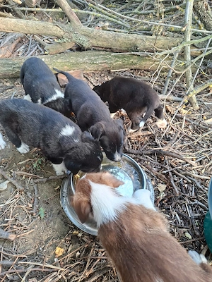 Cățeii spre adopție  - imagine 2