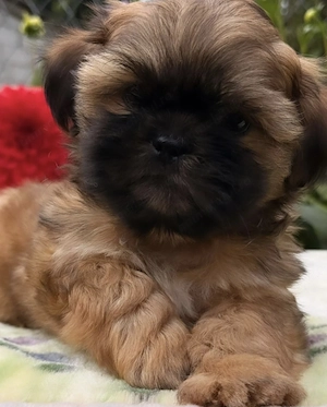 Shih-tzu sitzu puiuti