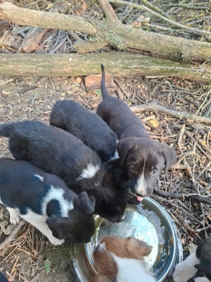 Cățeii spre adopție  - imagine 3