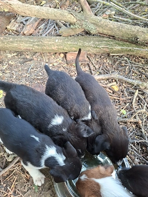 Cățeii spre adopție 