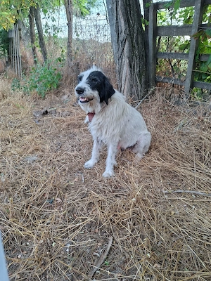 Cățeii spre adopție  - imagine 4