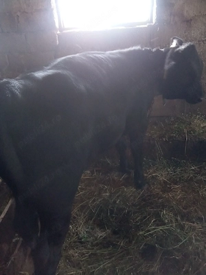 Vand vitel Angus - imagine 2