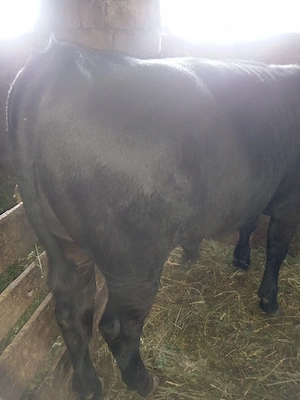 Vand vitel Angus - imagine 3