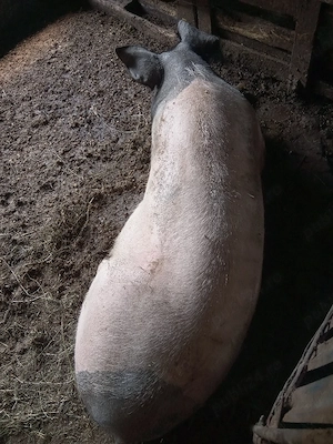 Schimb porci pe iede 