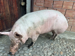 vand porc de carne - imagine 2