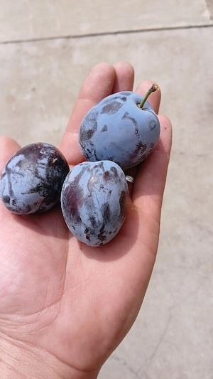 prune de vanzare