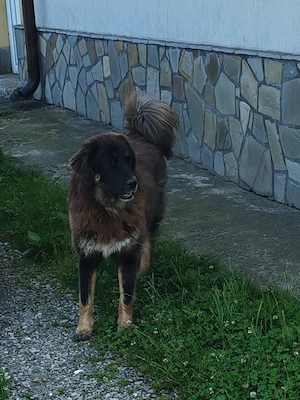 Femelă Mastiff Tibetan schimb - imagine 2