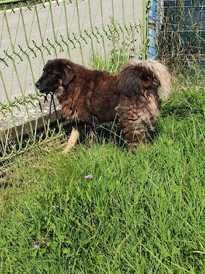Femelă Mastiff Tibetan 