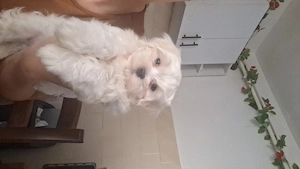 Bichon Maltese Timișoara 
