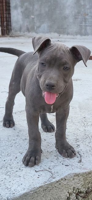 Amstaff blue 2 luni - imagine 2