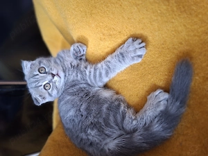 Vand pui Scottish Fold - imagine 5
