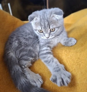 Vand pui Scottish Fold - imagine 4