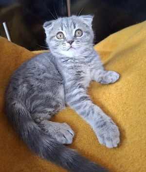 Vand pui Scottish Fold - imagine 3