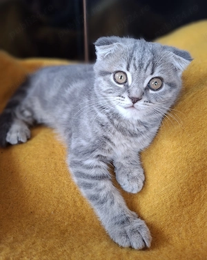 Vand pui Scottish Fold - imagine 2