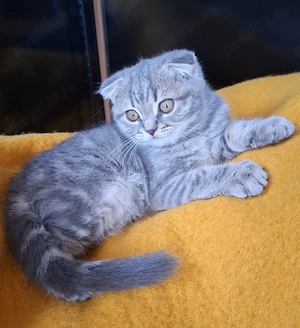 Vând pui Scottish Fold