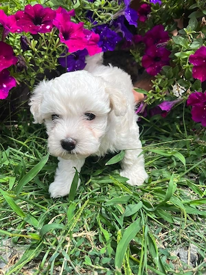 Bichon Maltez Toy - imagine 4