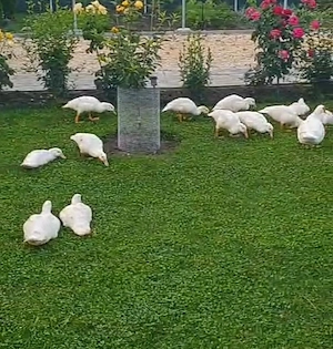 Vând rațe leșești  - imagine 3