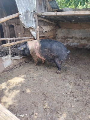 Vând porc de sacrificat  - imagine 4