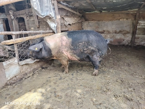 Vând porc de sacrificat  - imagine 2