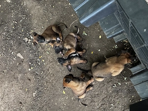 Suflete mici își caută un nou adăpost ciobănesc belgian malinois - imagine 3