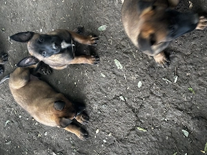 Suflete mici își caută un nou adăpost ciobănesc belgian malinois